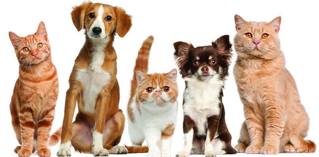 Доска объявлений о животных | ЗооТом - продажа, вязка и услуги для животных в Ртищево