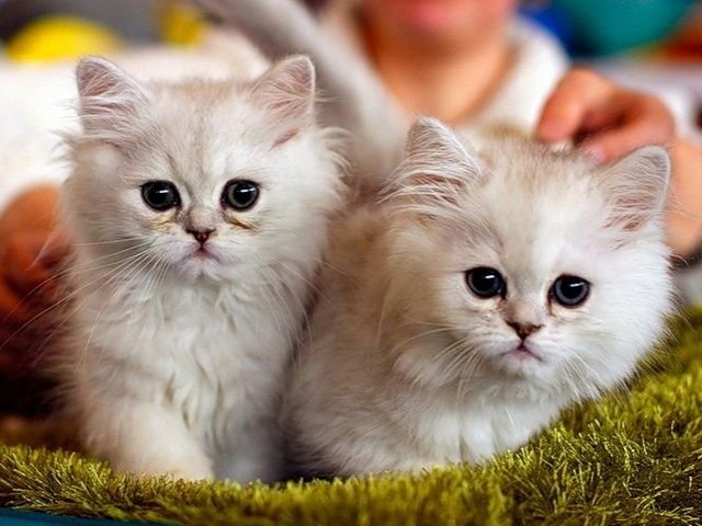 Породы кошек в Ртищево | ЗооТом портал о животных