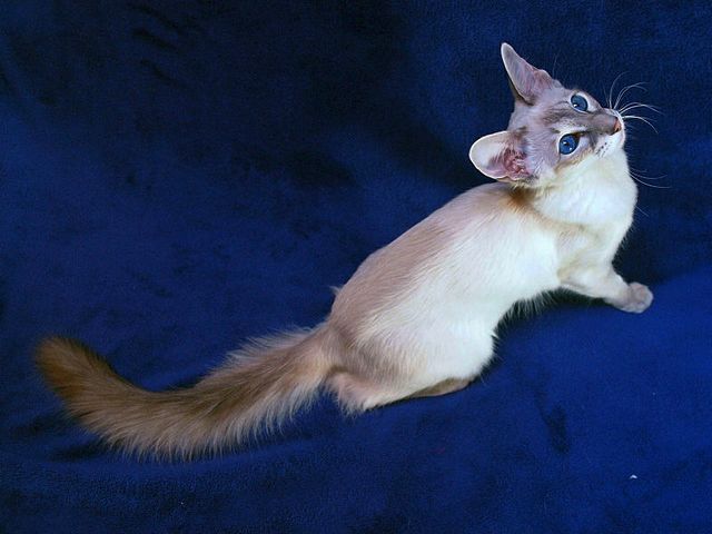 Выведенные породы кошек в Ртищево | ЗооТом портал о животных