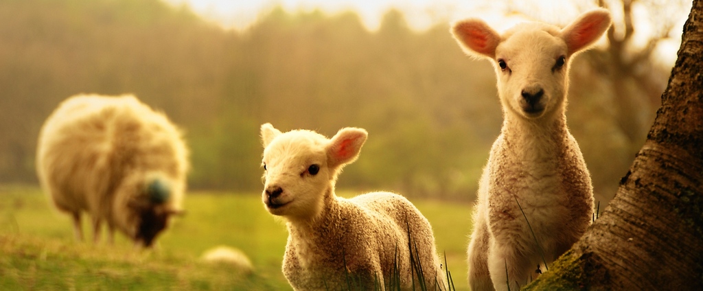 Объявления о сельскохозяйственных животных | ЗооТом - продажа, вязка и услуги для животных в Ртищево
