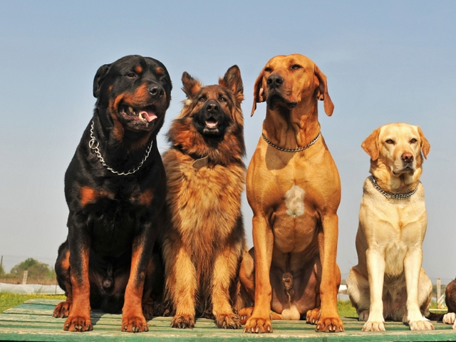 Крупные породы собак в Ртищево | ЗооТом портал о животных