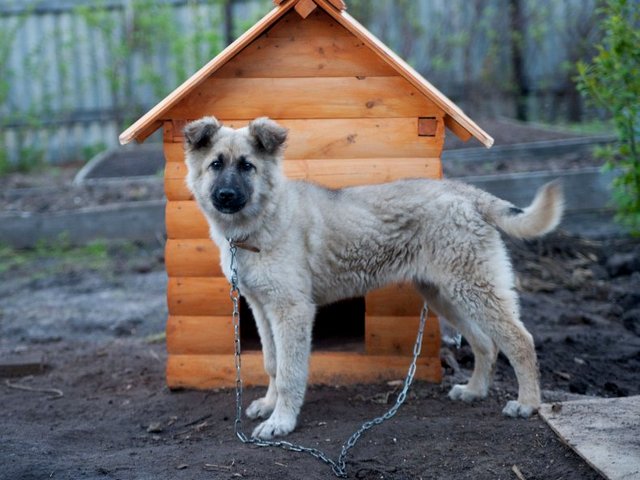 Все о собаках в Ртищево Все о собаках в Ртищево